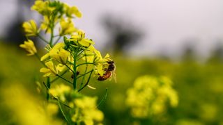 Symbolbild:Eine Biene sitzt auf einer Rapsblüte.(Quelle:picture alliance/NurPhoto/S.Roy)